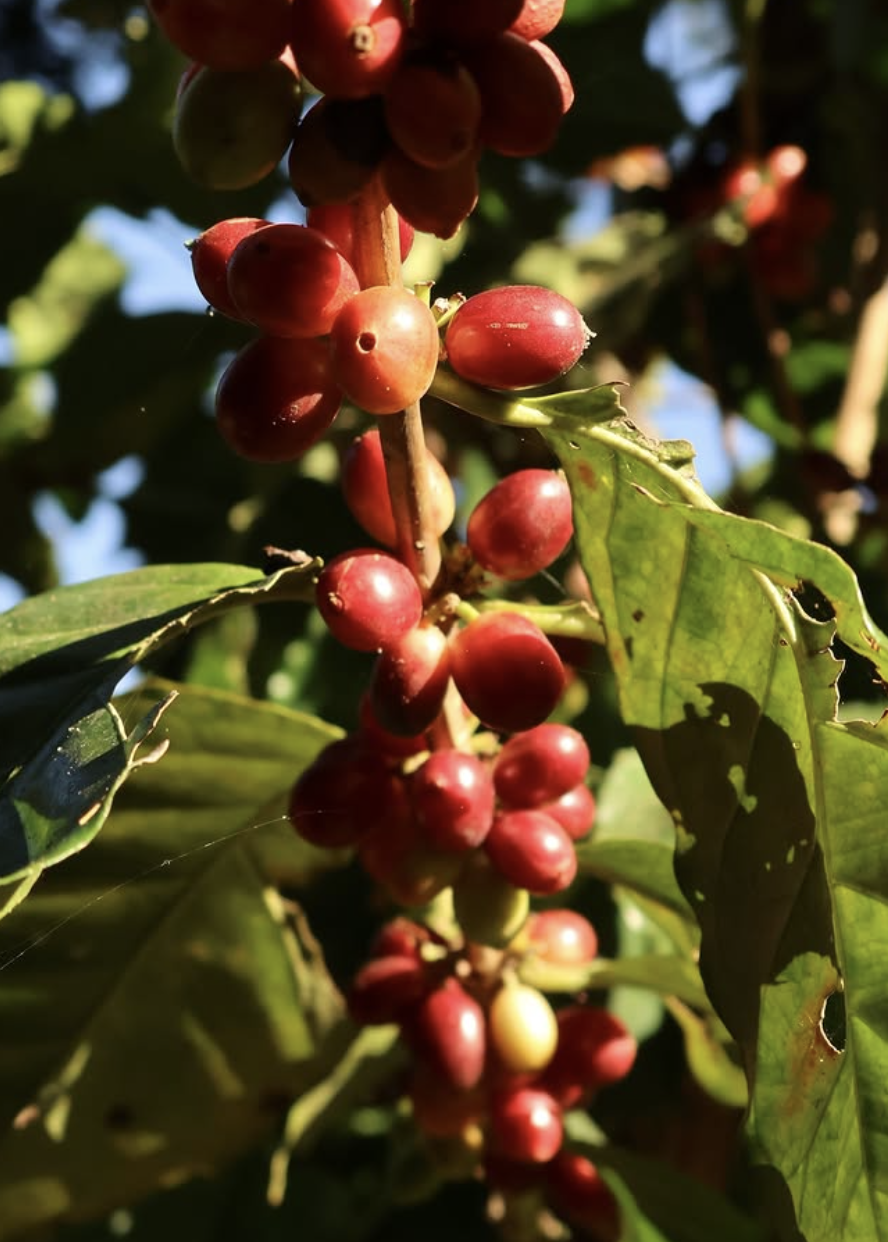 Plantación de café
